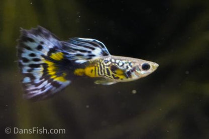 Violet Blue Cobra Guppy, Breeding Group  (1M4F)