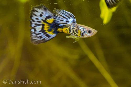 Violet Blue Cobra Guppy, Breeding Group  (1M4F)