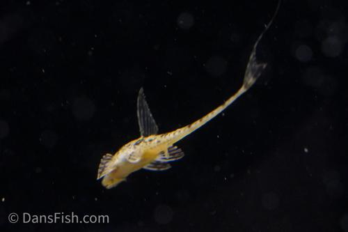 Whiptail Catfish