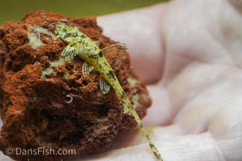 Whiptail Catfish