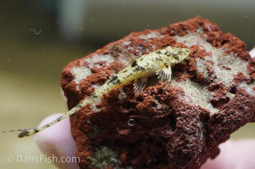Whiptail Catfish