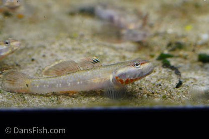 White Cheeked Goby