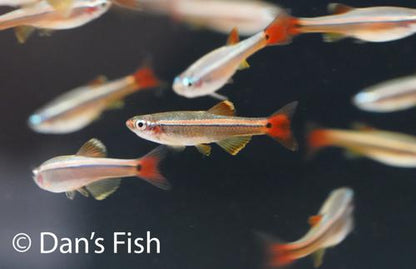 White Cloud Mountain Minnow -WCMM