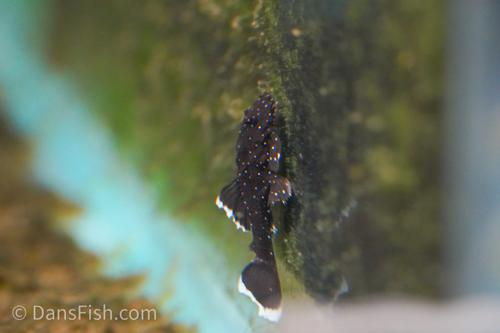 White Seam Bushynose Pleco