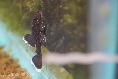 White Seam Bushynose Pleco