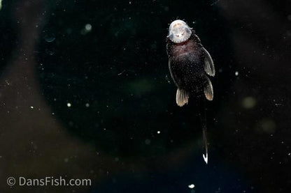 White Seam Bushynose Pleco
