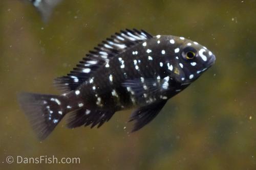 White Spotted Tropheus