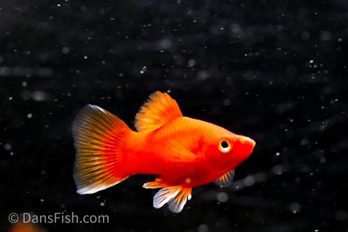 White-Tip Dark Red Platy, Male