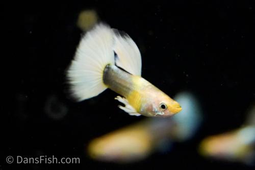 White Tuxedo Guppy, Female