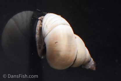 White Wizard Snail, (3 pack)