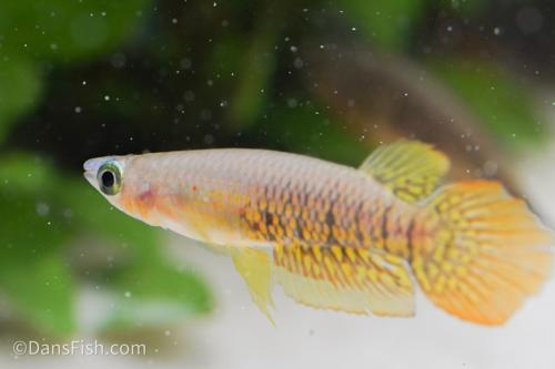Wild Type Wonder Killifish, Pair (1M1F)