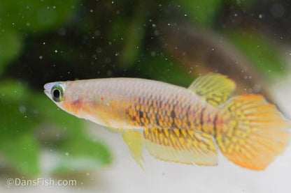 Wild Type Wonder Killifish, Pair (1M1F)