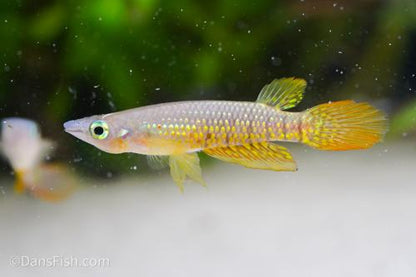 Wild Type Wonder Killifish, Pair (1M1F)