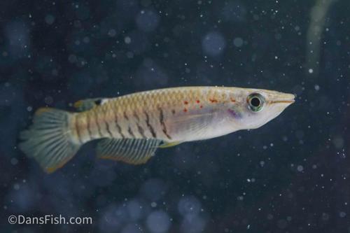 Wild Type Wonder Killifish, Pair (1M1F)