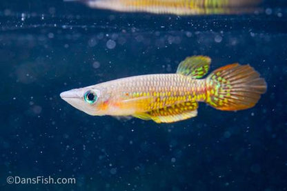 Wild Type Wonder Killifish, Pair (1M1F)