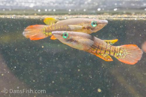 Wild Type Wonder Killifish, Pair (1M1F)