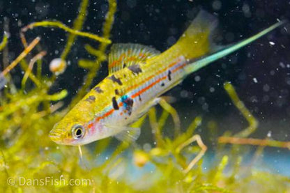 Xiphophorus hellerii 'Rio Atoyac', Female