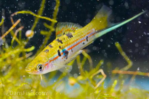 Xiphophorus hellerii 'Rio Atoyac', Female