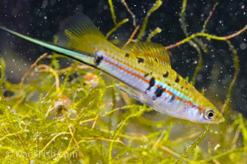 Xiphophorus hellerii 'Rio Atoyac', Female
