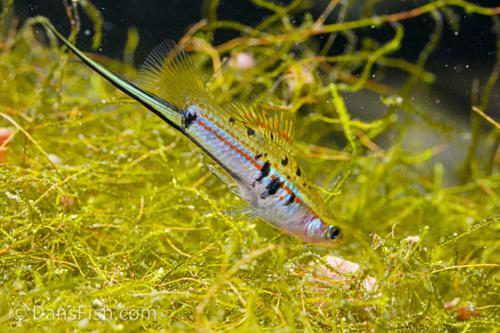 Xiphophorus hellerii 'Rio Atoyac', Female