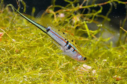 Xiphophorus hellerii 'Rio Atoyac', Female