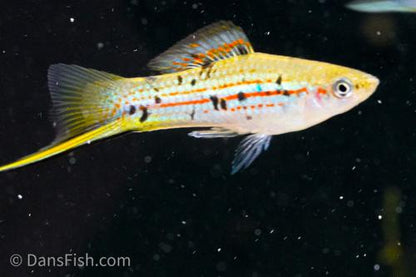 Xiphophorus hellerii 'Rio Atoyac', Female