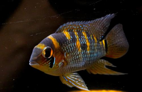 Yellow Acara see note