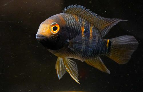 Yellow Acara see note
