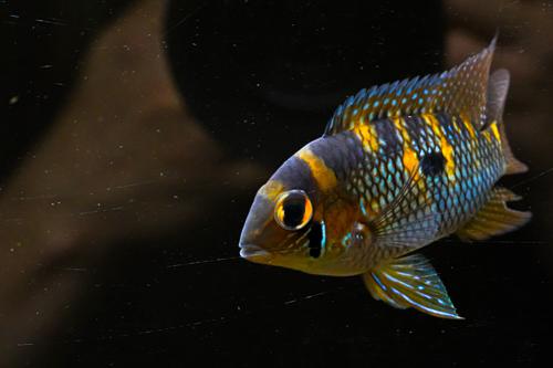 Yellow Acara see note