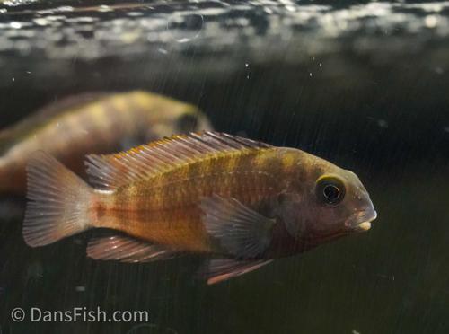 Yellow Banded Tropheus 'Ikola'
