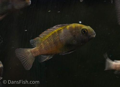 Yellow Banded Tropheus 'Ikola'