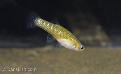 Yellow Belly Cuban Livebearer -Pair, Pair (1M1F)