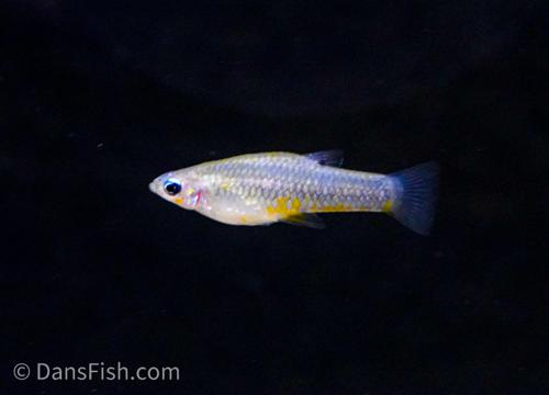 Yellow Belly Cuban Livebearer -Pair, Pair (1M1F)