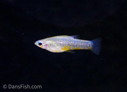 Yellow Belly Cuban Livebearer -Pair, Pair (1M1F)