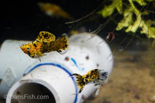 Yellow Calico Molly, Male