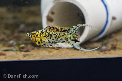 Yellow Calico Molly, Male