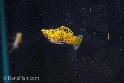 Yellow Calico Molly, Male