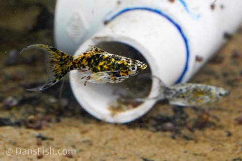 Yellow Calico Molly, Male