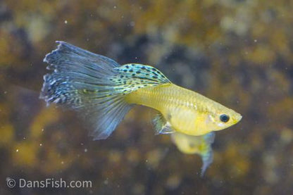 Yellow Cobra Guppy, Male
