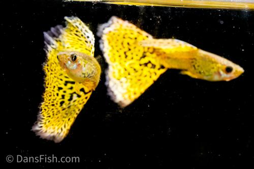 Yellow Cobra Guppy, Male