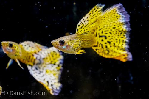 Yellow Cobra Guppy, Male