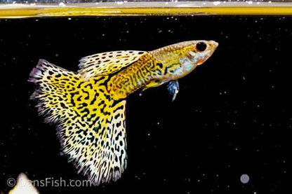 Yellow Cobra Guppy, Male