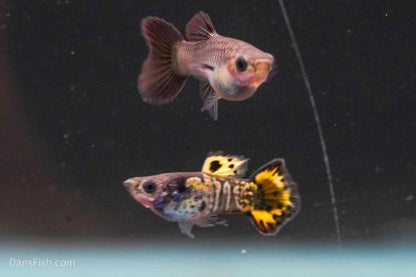 Roundtail Yellow Galaxy Sunset Guppy, Pair (1M1F)