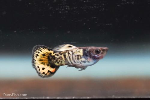 Roundtail Yellow Galaxy Sunset Guppy, Pair (1M1F)