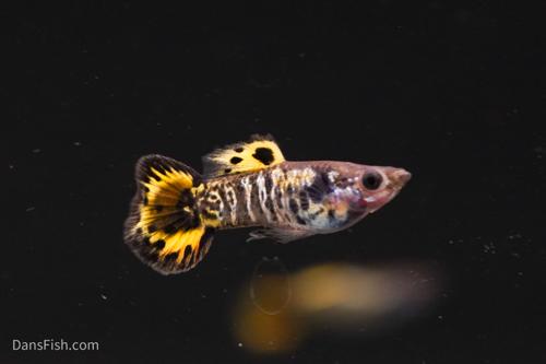 Roundtail Yellow Galaxy Sunset Guppy, Pair (1M1F)