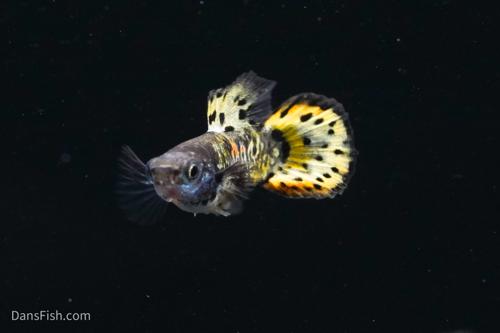 Roundtail Yellow Galaxy Sunset Guppy, Pair (1M1F)