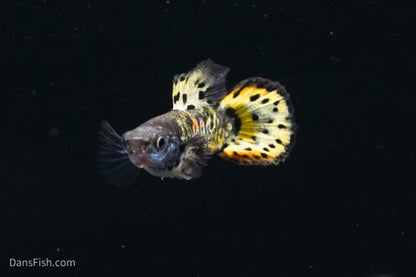 Roundtail Yellow Galaxy Sunset Guppy, Pair (1M1F)