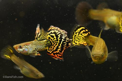 Yellow Galaxy Sunset Guppy, Trio (1M2F)