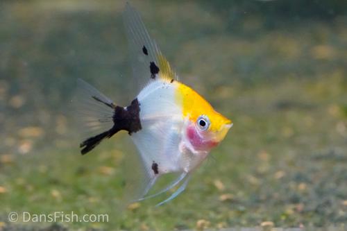 Yellow Head Panda Angelfish