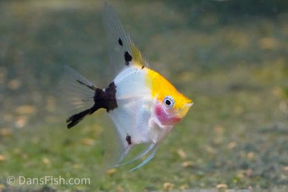 Yellow Head Panda Angelfish